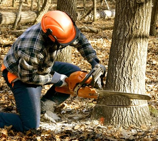 Tree Removal in Schulter, OK